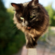 Illustration for article titled Shooting Challenge Pets Gallery 4